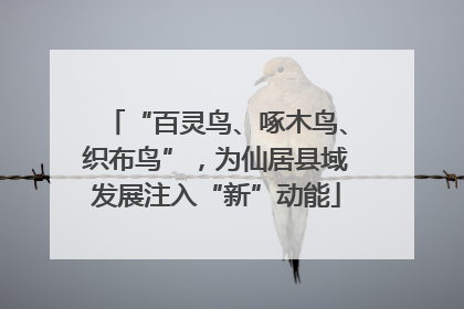 “百灵鸟、啄木鸟、织布鸟”，为仙居县域发展注入“新”动能