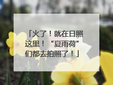 火了！就在日照这里！“夏雨荷”们都去拍照了！