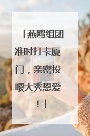 燕鸥组团准时打卡厦门，亲密投喂大秀恩爱！
