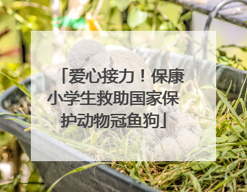 爱心接力！保康小学生救助国家保护动物冠鱼狗