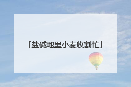 盐碱地里小麦收割忙