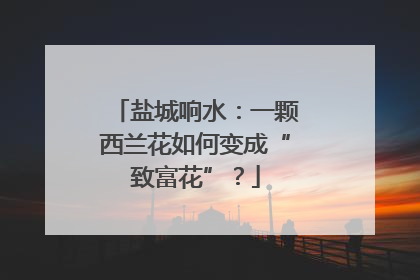 盐城响水：一颗西兰花如何变成“致富花”？