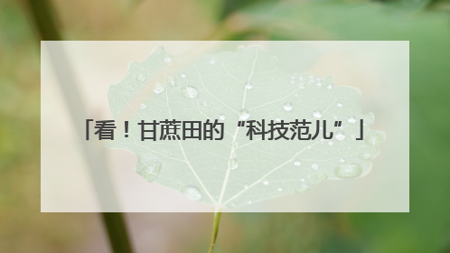 看！甘蔗田的“科技范儿”