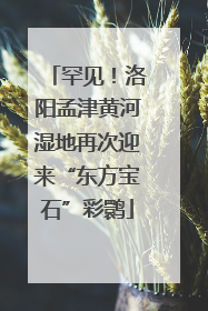 罕见！洛阳孟津黄河湿地再次迎来“东方宝石”彩鹮