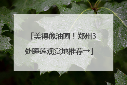美得像油画！郑州3处睡莲观赏地推荐→