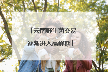 云南野生菌交易逐渐进入高峰期