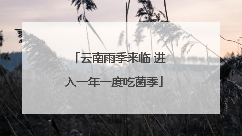 云南雨季来临 进入一年一度吃菌季