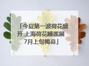 今夏第一波荷花盛开 上海荷花睡莲展7月上旬揭幕