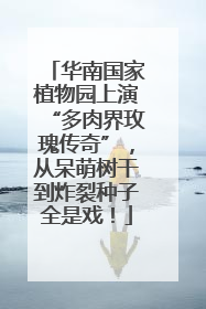 华南国家植物园上演“多肉界玫瑰传奇”，从呆萌树干到炸裂种子全是戏！