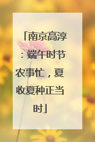 南京高淳：端午时节农事忙，夏收夏种正当时