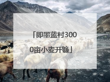 即墨蓝村3000亩小麦开镰