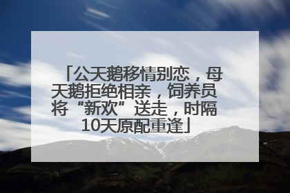 公天鹅移情别恋，母天鹅拒绝相亲，饲养员将“新欢”送走，时隔10天原配重逢