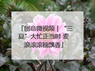 创意微视频｜“三夏”大忙正当时 麦浪滚滚穗飘香
