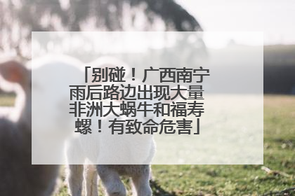 别碰！广西南宁雨后路边出现大量非洲大蜗牛和福寿螺！有致命危害
