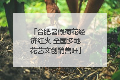 合肥暑假荷花经济红火 全国多地花艺文创销售旺