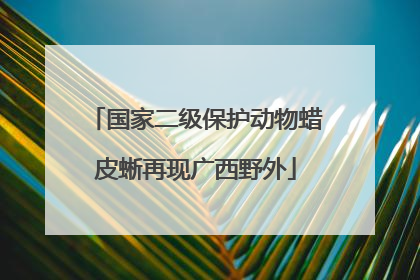 国家二级保护动物蜡皮蜥再现广西野外