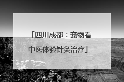 四川成都：宠物看中医体验针灸治疗