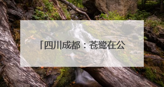 四川成都：苍鹭在公园湖心岛觅食嬉戏