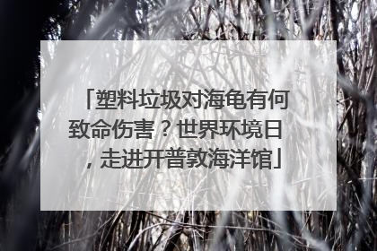 塑料垃圾对海龟有何致命伤害？世界环境日，走进开普敦海洋馆