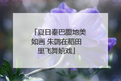 夏日秦巴腹地美如画 朱鹮在稻田里飞舞嬉戏