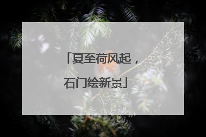 夏至荷风起，石门绘新景