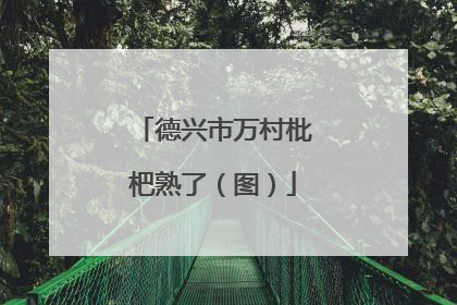 德兴市万村枇杷熟了（图）