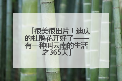很美很出片！迪庆的杜鹃花开好了——有一种叫云南的生活之365天