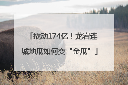 撬动174亿！龙岩连城地瓜如何变“金瓜”