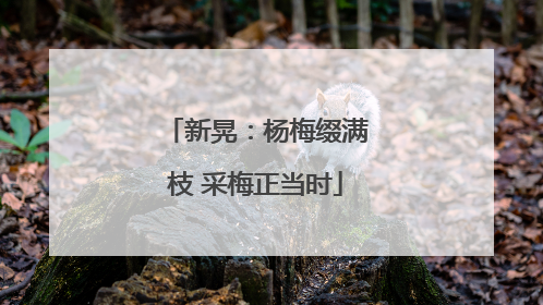 新晃：杨梅缀满枝 采梅正当时