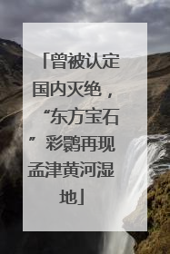 曾被认定国内灭绝，“东方宝石”彩鹮再现孟津黄河湿地