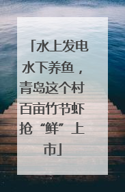 水上发电水下养鱼，青岛这个村百亩竹节虾抢“鲜”上市