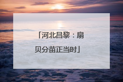 河北昌黎：扇贝分苗正当时