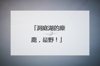 洞庭湖的麋鹿，最野！