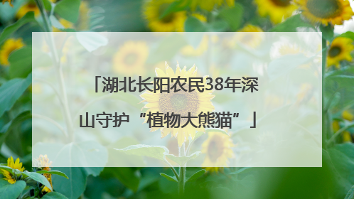 湖北长阳农民38年深山守护“植物大熊猫”