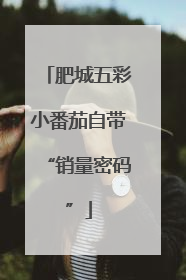 肥城五彩小番茄自带“销量密码”