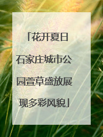 花开夏日 石家庄城市公园萱草盛放展现多彩风貌
