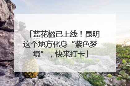 蓝花楹已上线！昆明这个地方化身“紫色梦境”，快来打卡