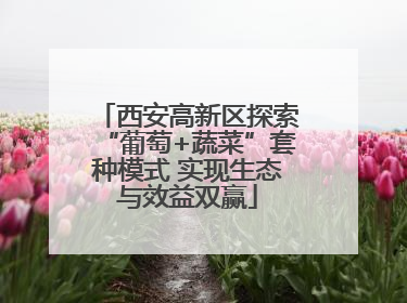 西安高新区探索“葡萄+蔬菜”套种模式 实现生态与效益双赢