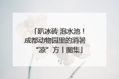 趴冰砖 泡水池！成都动物园里的消暑“凉”方丨图集