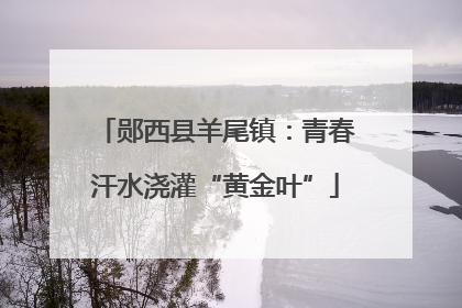 郧西县羊尾镇：青春汗水浇灌“黄金叶”