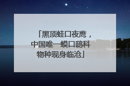 黑顶蛙口夜鹰，中国唯一蟆口鸱科物种现身临沧