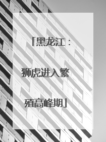 黑龙江：狮虎进入繁殖高峰期