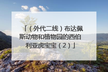 （外代二线）布达佩斯动物和植物园的西伯利亚虎宝宝（2）